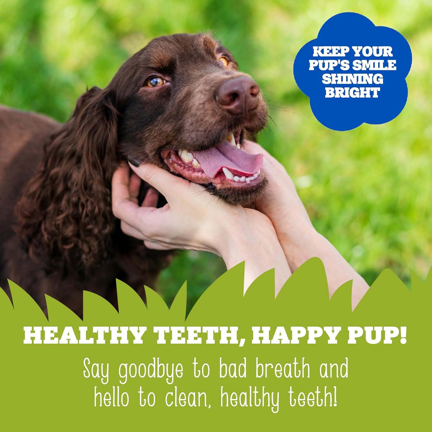Soopa Pets Apple and Blueberry Dental Dog Treats, Pack of 10, Human Grade, Grain Free Dental Sticks for Clean Teeth, Healthy Dog Treats for Small Dogs, Large Dogs