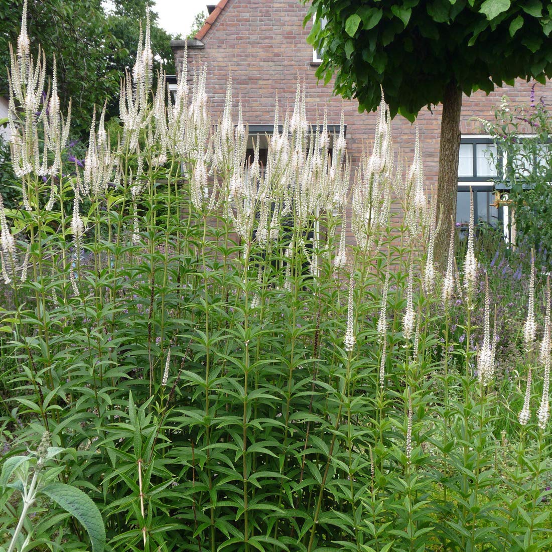 6 x Veronicastrum Virginicum 'Diana' - Perenni Vaso 9cm x 9cm
