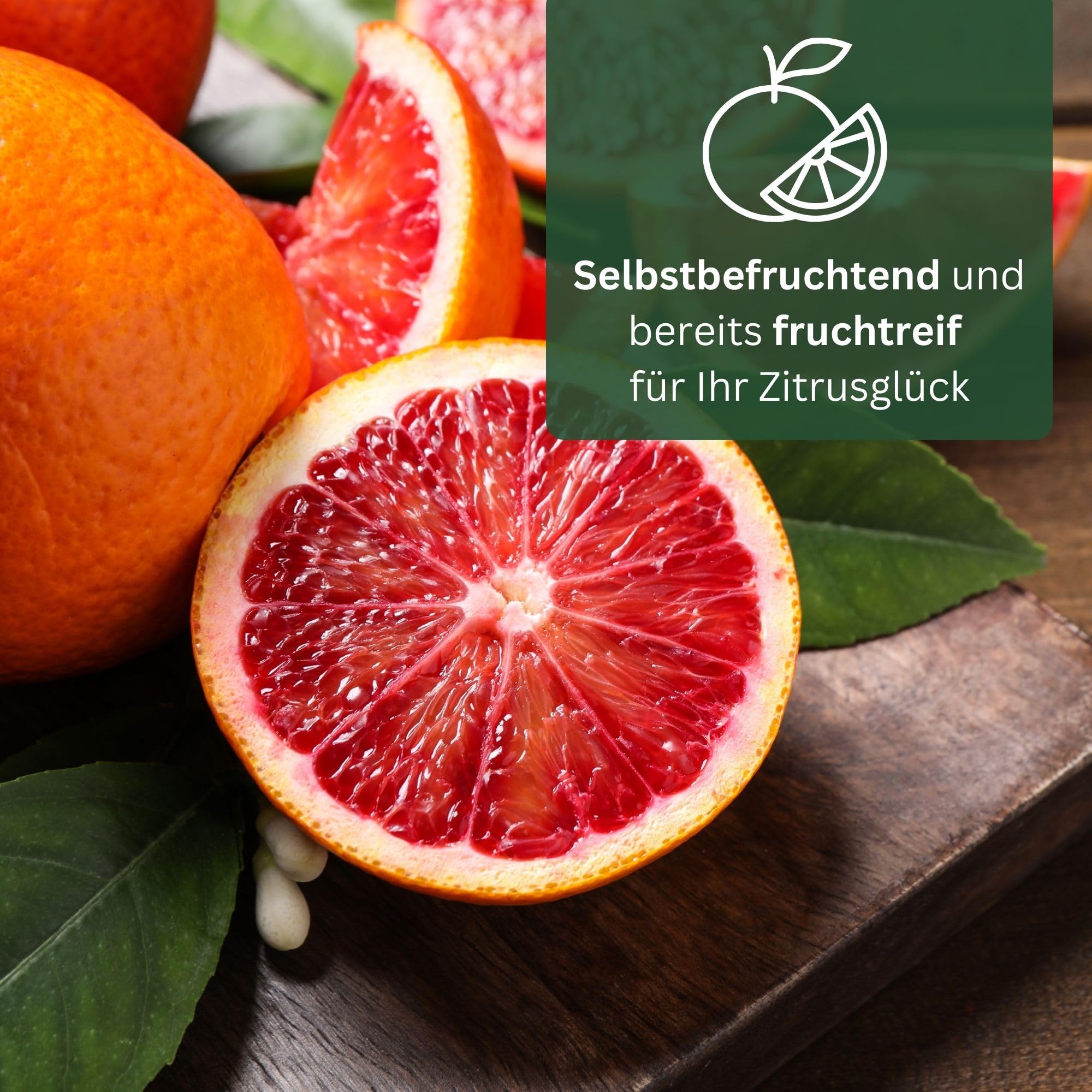 Blutorangenbaum Sanguinello Grande - echte Blutorange - Zitruspflanze - Blood Orange - veredelter Apfelsinenbaum in Gärtner-Qualität (Sanguinello, Grande)