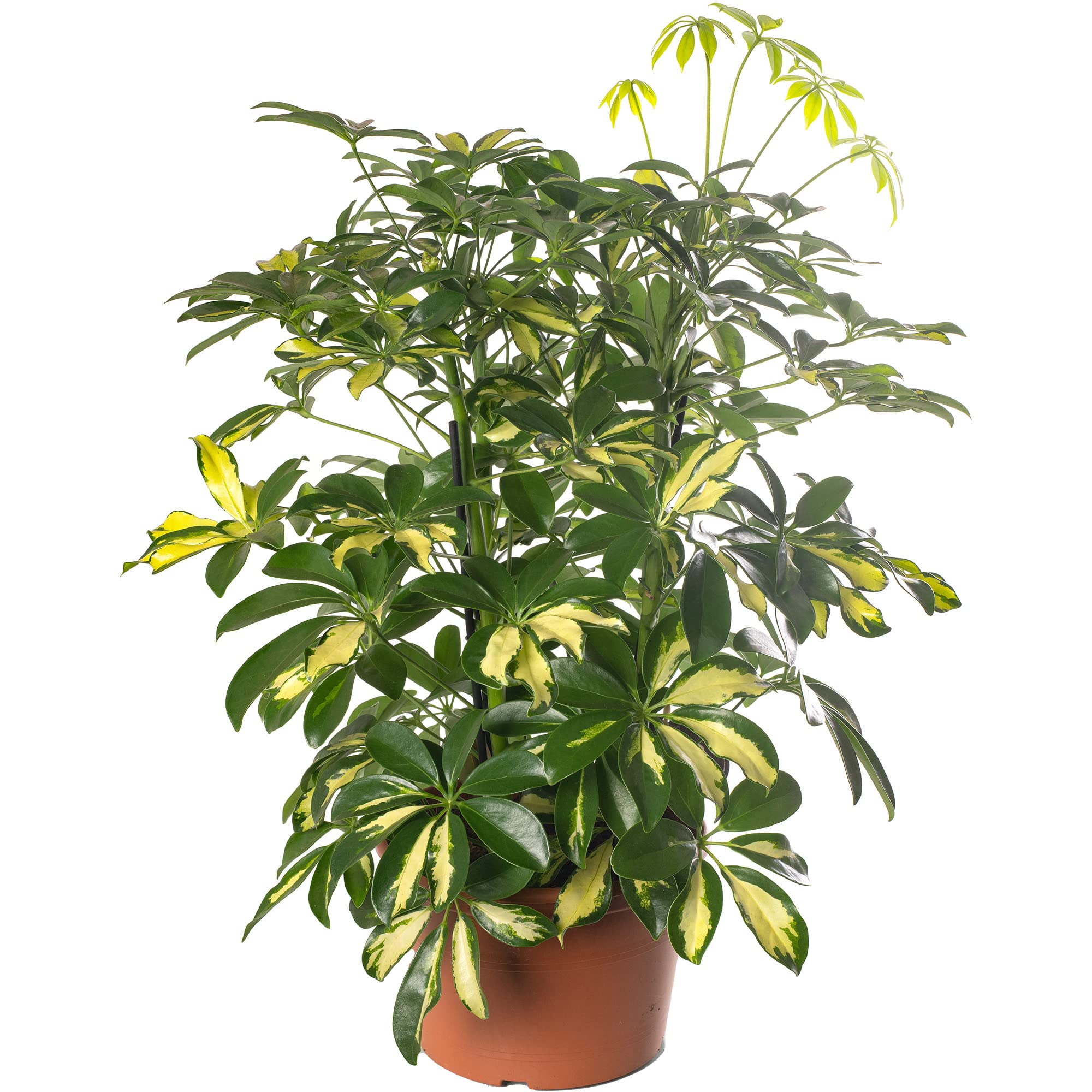 Pianta d'appartamento grande Schefflera Gold Capella, sempreverde e rara.