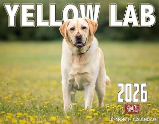 2026年 イエロー ラブラドール犬 壁掛けカレンダー 16か月 XLサイズ 14x22 自宅やオフィス用月間カレンダー The KING Company-Monster Calendars