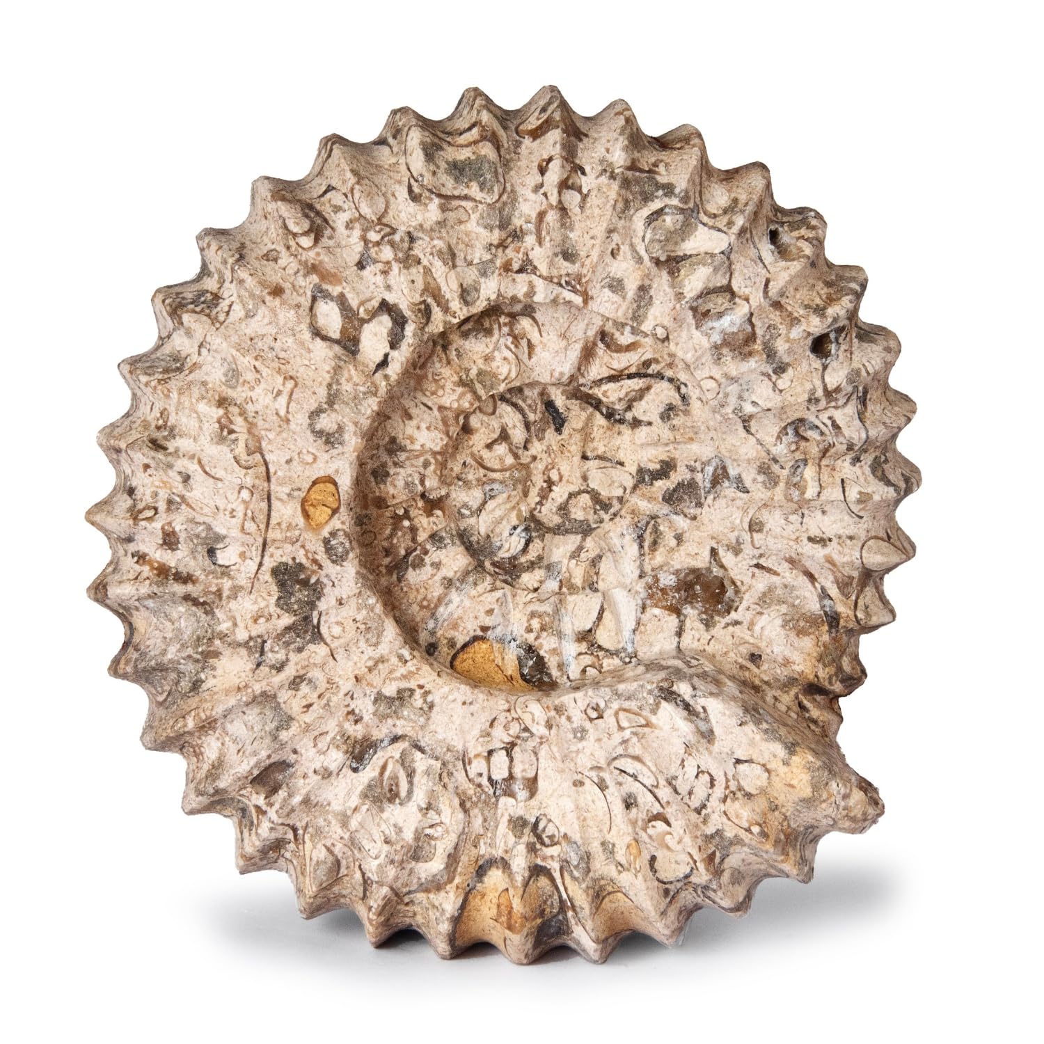 British Fossils Fossilstone Beige Carved Fossilstone Ammonite – 6" Hand-Carved Marble Ornament And Bookend - Gift Boxed