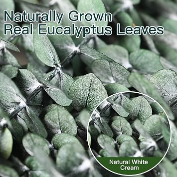 16 Pcs Dried Eucalyptus Stems 17'' Natural Real Greenery for Shower Hanging