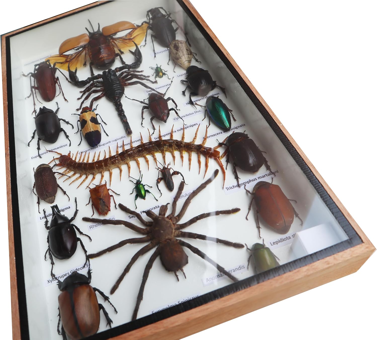 Exotic Insect Taxidermy Collection Mixed Specimens of Centipede, Tarantula,Scorpion and Mix of Beetles in Display Frame