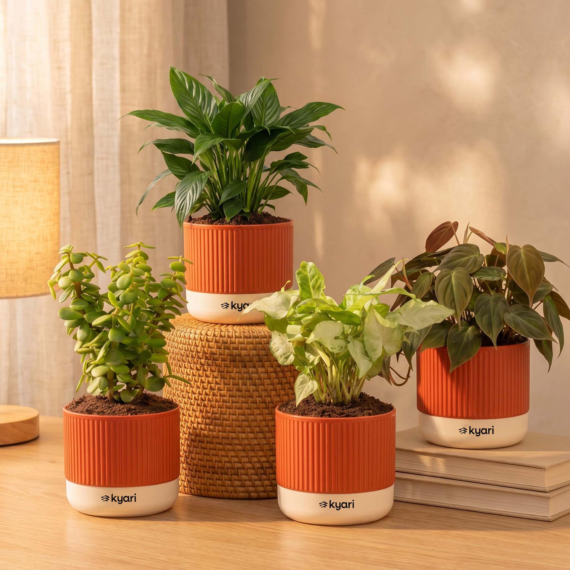 Kyari Combo of 4 Indoor Plants - Philodendron Oxycardium, Philodendron Micans, Syngonium White & Jade with Self Watering Pot 4 Inch - Live Low Maintenance Plants for Home Decor - Urban Greens Set-image-41
