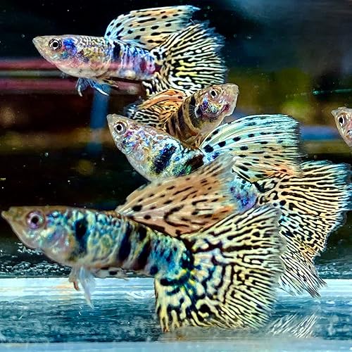 D&A Tropical Live Fish - Tiger King Cobra Guppy, Male & Female Guppies for Aquarium, Freshwater (1 Trio)