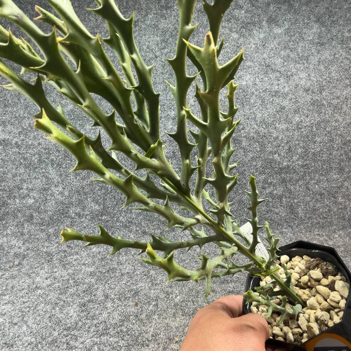 Amazon.co.jp: 鉢ごと発送ユーフォルビアステノクラーダEuphorbia 