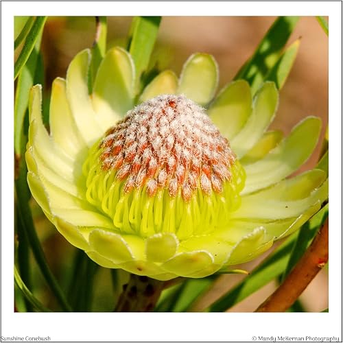 Individual Greetings Card, 14 x 14 cm, South African Flowers of Kirstenbosch Collection (Sunshine Conebush)