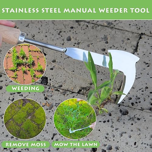 Miniatura 7 de Desbrozadora de grietas, herramienta de deshierbe de acero inoxidable de 12 pulgadas con mango de madera, espátula extractor de malezas en forma de