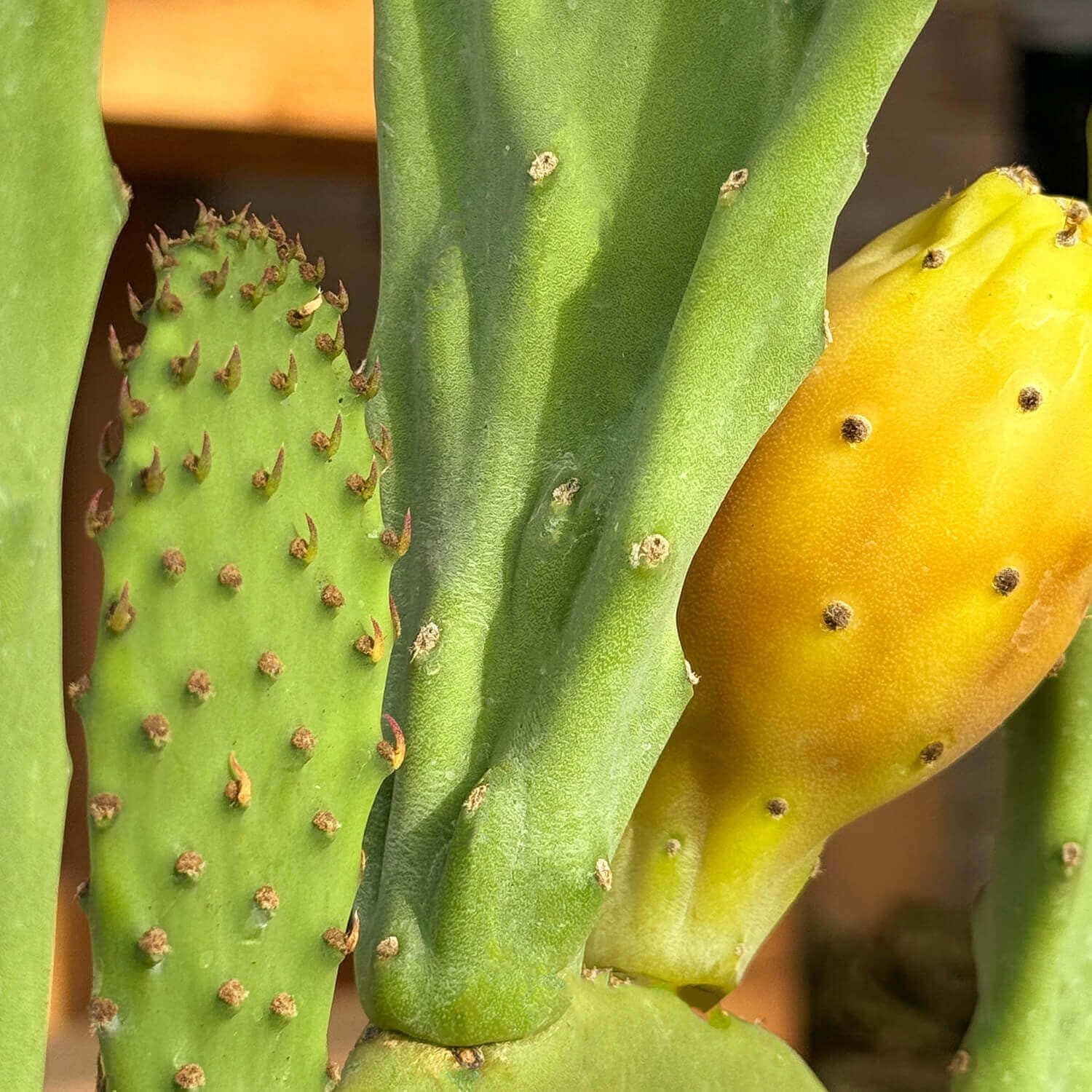 Bloomify® Feigenkaktus Pflanze "Kalle" | 40-70 cm hohe Kaktusfeige | pflegeleichter Nopal Kaktus für Kübel oder als Zimmerpflanze | süße Früchte & schöne Blüten