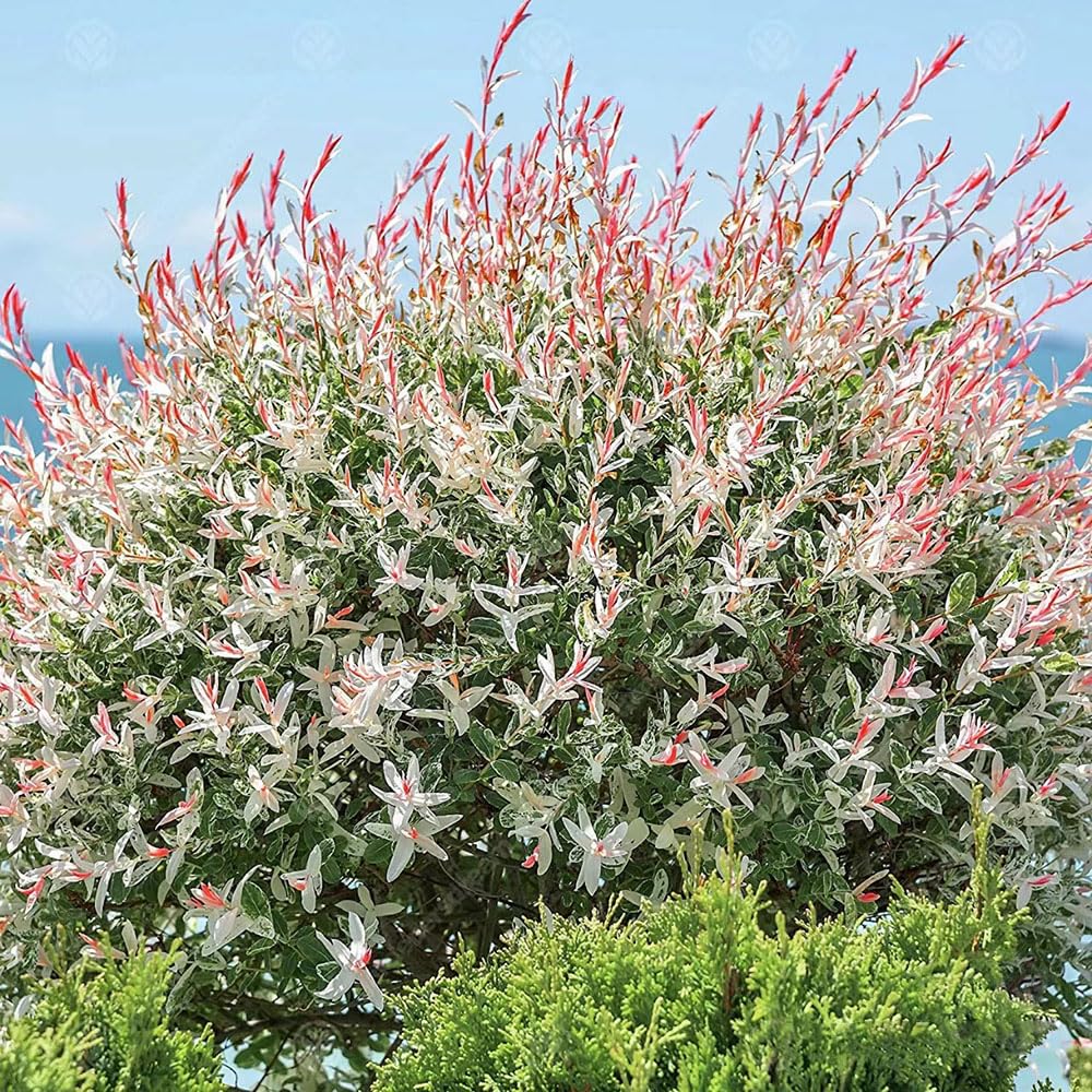 prowin bambus Nicht wuchernder Bambus 'Pingwu' kaufen | Fargesia robusta 'Pingwu'