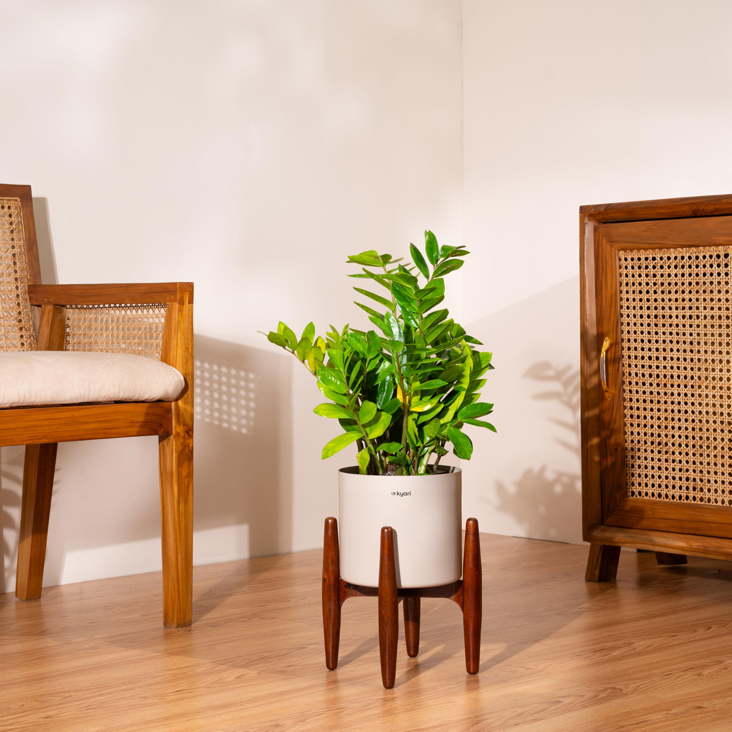 Kyari Zamia Green ZZ Plant - Air Purifying & Self Watering -8