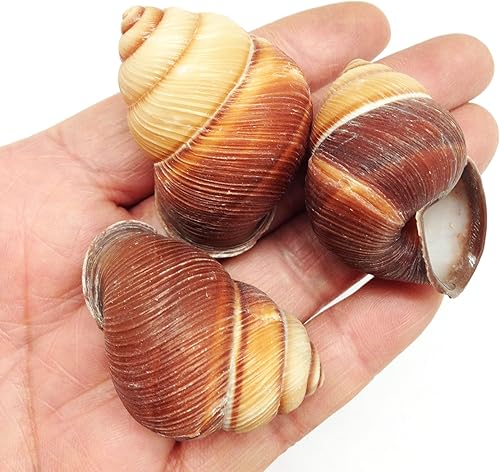 Vista 2 de PEPPERLONELY 12 conchas marinas de caracol marrón surcado, decoración de playa y manualidades, 1-1/2 pulgadas ~ 2 pulgadas