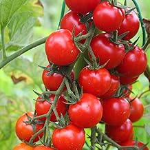 PREMIER SEEDS DIRECT - Tomato Cherry - Sweet Aperitif - 20 Finest Seeds