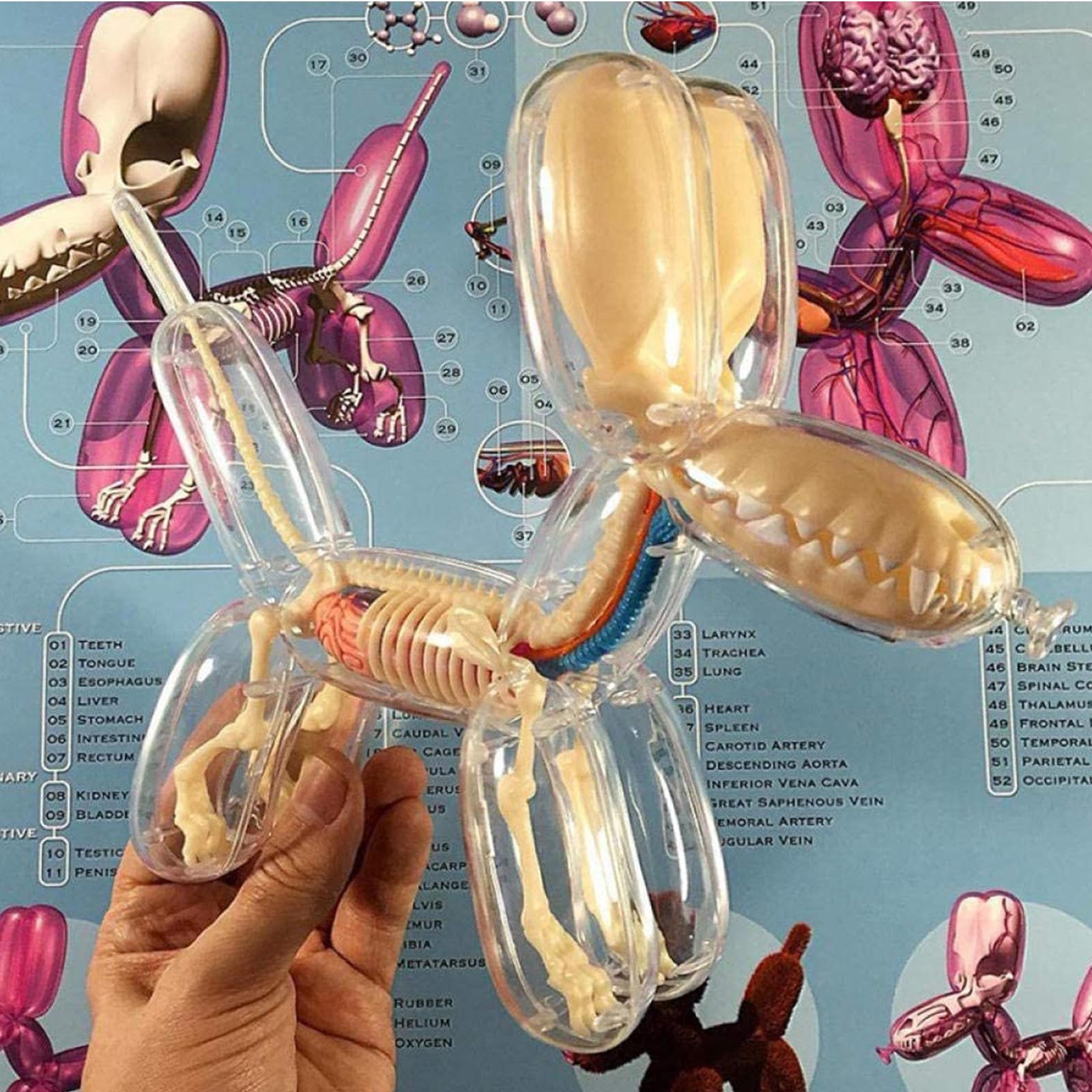4DMASTER Balloon Dog Anatomy バルーンドッグ 4D Master Jason Freeny Anatomy Transparency Balloon Dog