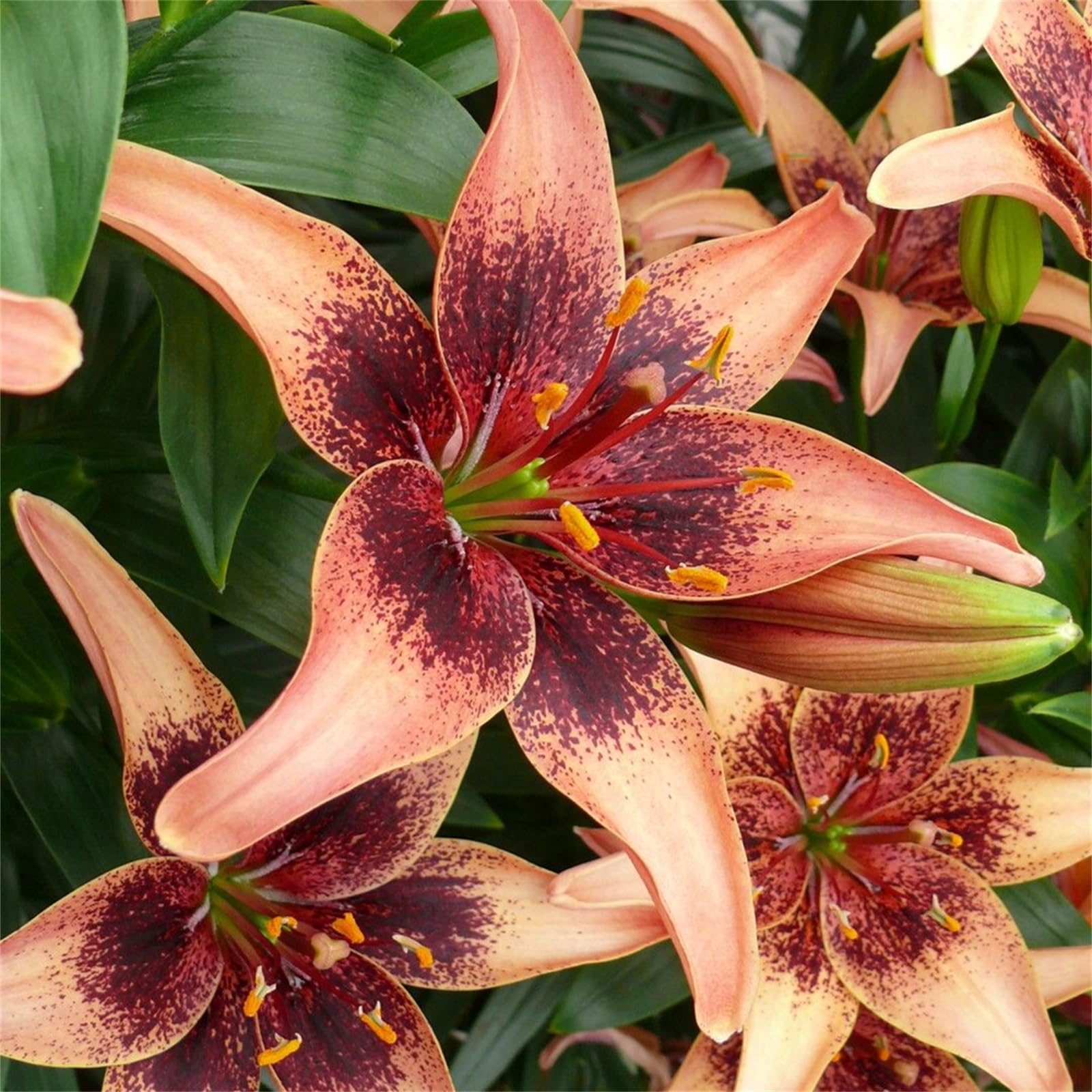 Quality Perennial Lily Bulbs in Multiple Colours, Ready to Plant for Instant Garden Display-8bulbs-E