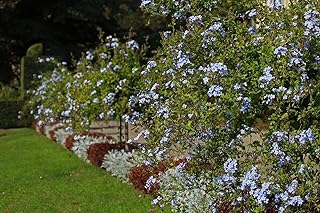 Plumbago auriculata 120–160 cm – Chinesischer Bleiwurz – Immergrüne Kübelpflanze für Garten & Terrasse – Blaue Blütenpracht – Mediterrane Pflanze im Topf product image