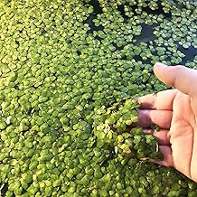 100Pcs/Bag Duckweed Seeds High Germination Floating Plants Rare Fish Tank Grass Seedlings for Aquariums - Flower Seeds Vegetable Seeds Fruit Seeds Garden Plant Seeds for Planting
