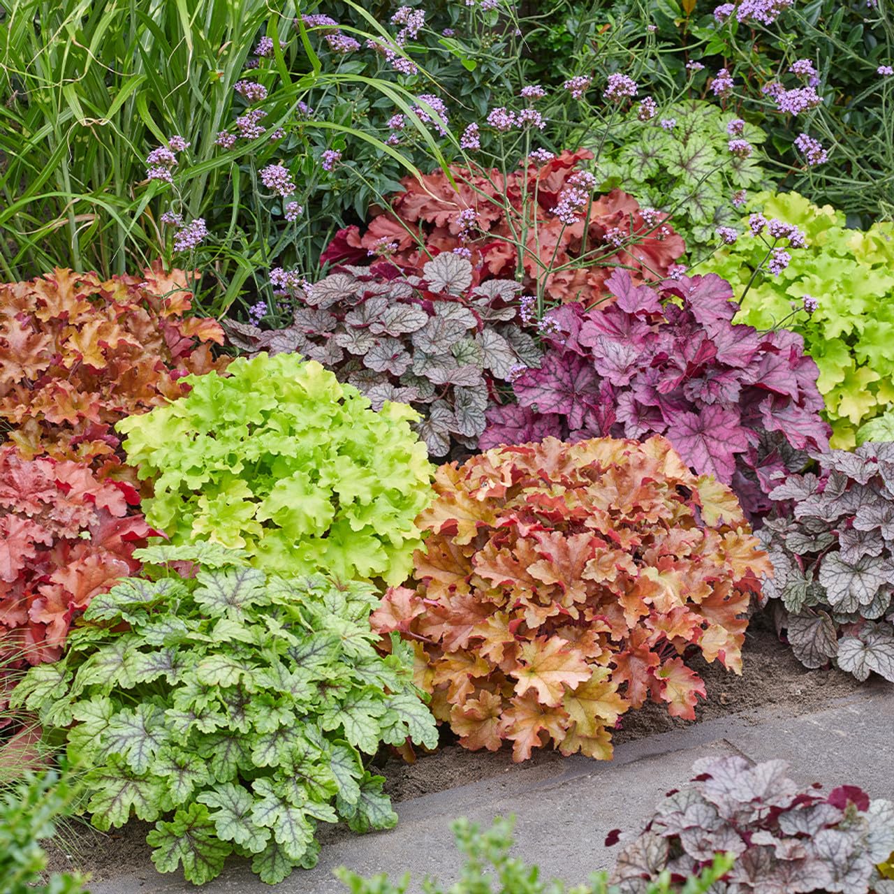 65 Pieces Mixed heuchera Plant Seeds