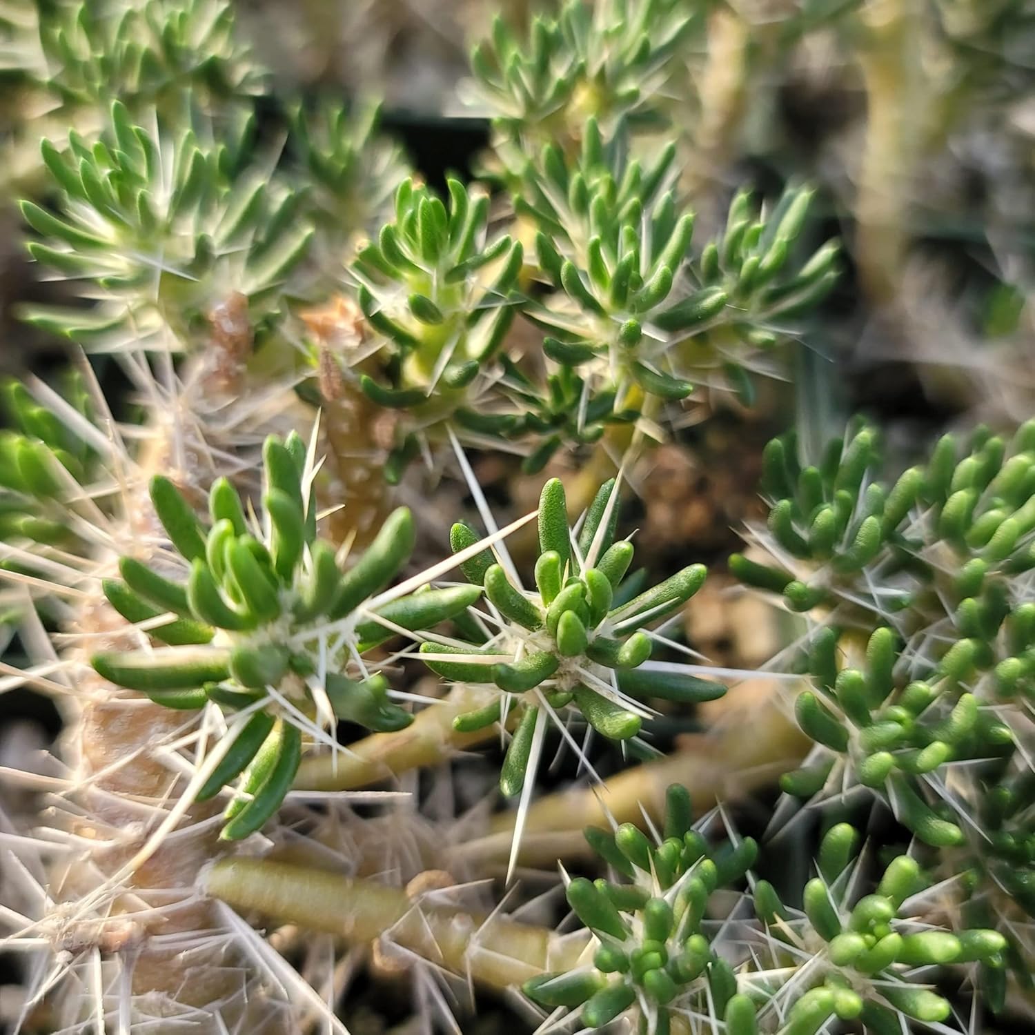 Maihuenia poeppigii Cacti Cactus Succulent Real Live Plant