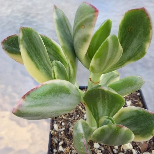 Crassula Ovata Variegata – Variegated Jade Plant - Tricolor Jade