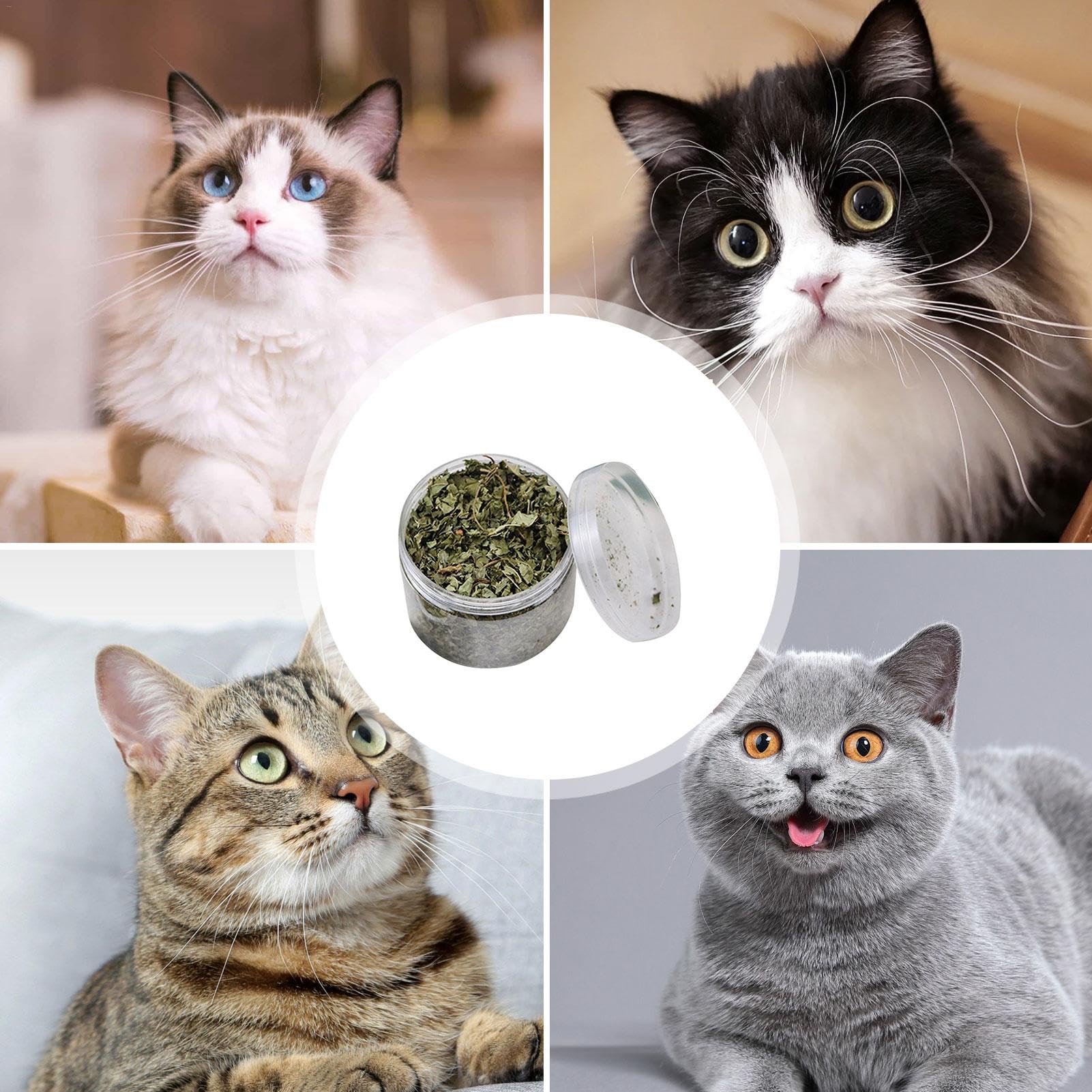 Katzenminze lose - 40g echte natürliche Katzenminze | Echte natürliche Blätter Katzenminze, Gesunde Katzensnacks zur Zahnreinigung, Haarentfernung, Mundgesundheit und Stimmungsregulierung