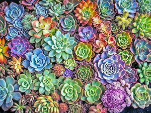 Lucky Puzzles Green Thumb Gala | 500 Piece Jigsaw Puzzle for Adults | Premium Quality | Colorful Artwork Puzzle | Brain Teasing Fun & Perfect Wall Art | Unique Flower Puzzle | 18 x 24 Inches
