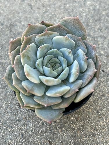 Miniatura 5 de Echeveria Snow Fairy - Planta suculenta viva, maceta de 2 pulgadas, azul verdoso con puntas rosas, planta de interior decorativa para interiores y