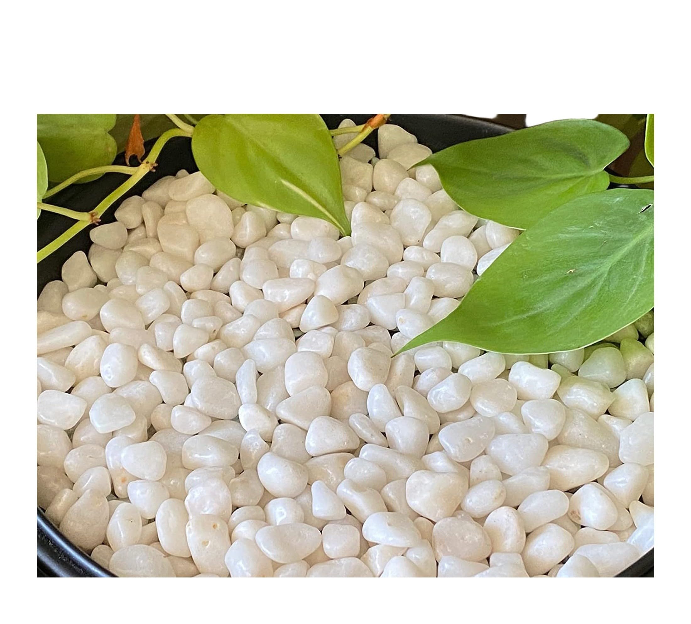 Leafy Tales White Polished Marble Stone Pebbles for Home & Garden Decoration| White Polish 1 Kg-image-48