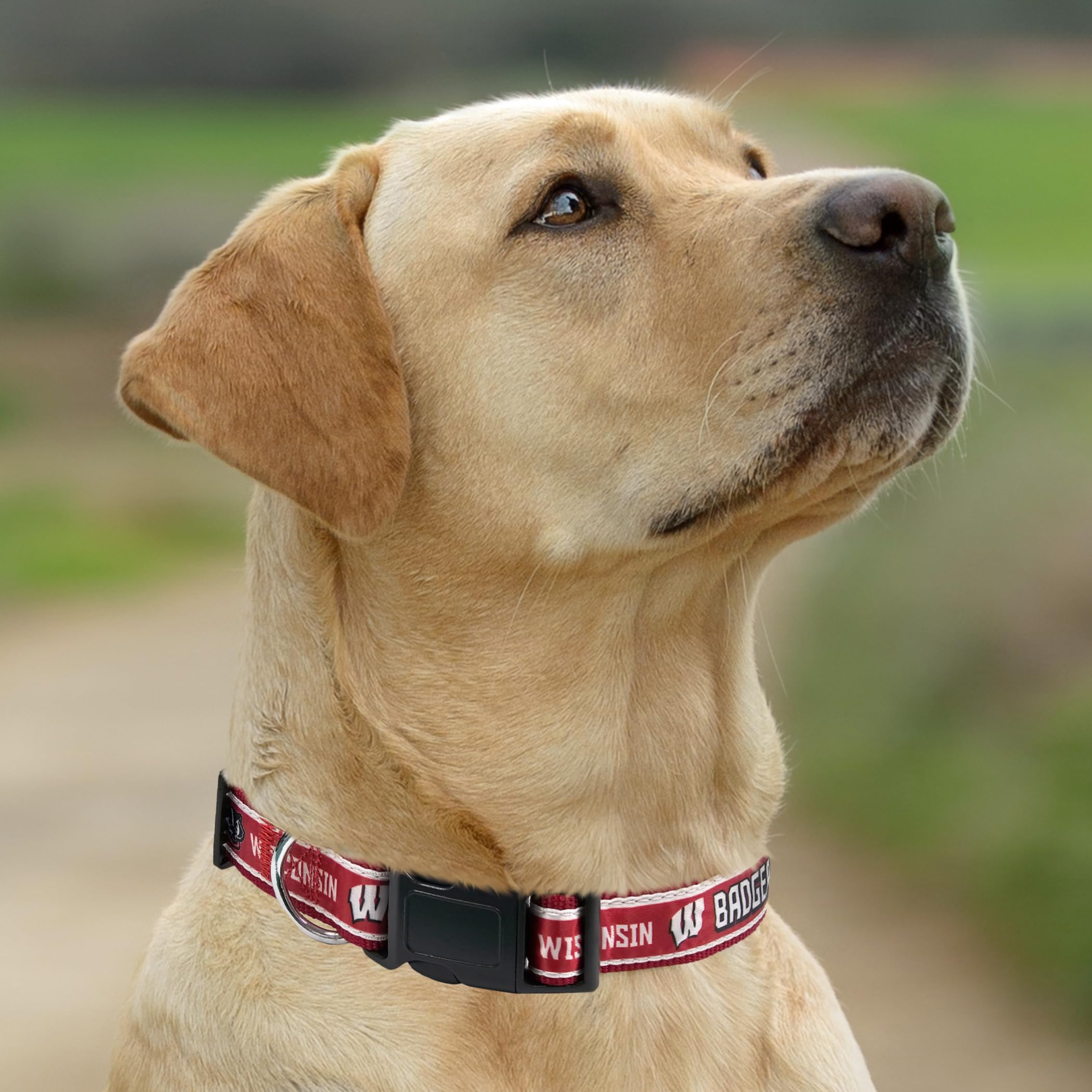 Pets First Collegiate PET Halsband Wisconsin Badgers Hundehalsband, Größe L, Farbe des besten Sportteams für Hunde und Katzen Ein glänzendes und farbenfrohes Hunde- und Katzenhalsband, lizenziert von