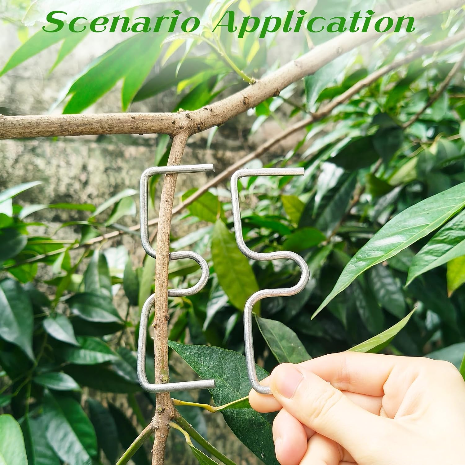 50 Pcs Limb Spreaders for Fruit Trees, HhdvdyWgd Branch Support Tool – Adjustable Tree Brace, Sapling Puller & Farm Tool for Apple, Plum, Bonsai Trees (3.94in) image 5