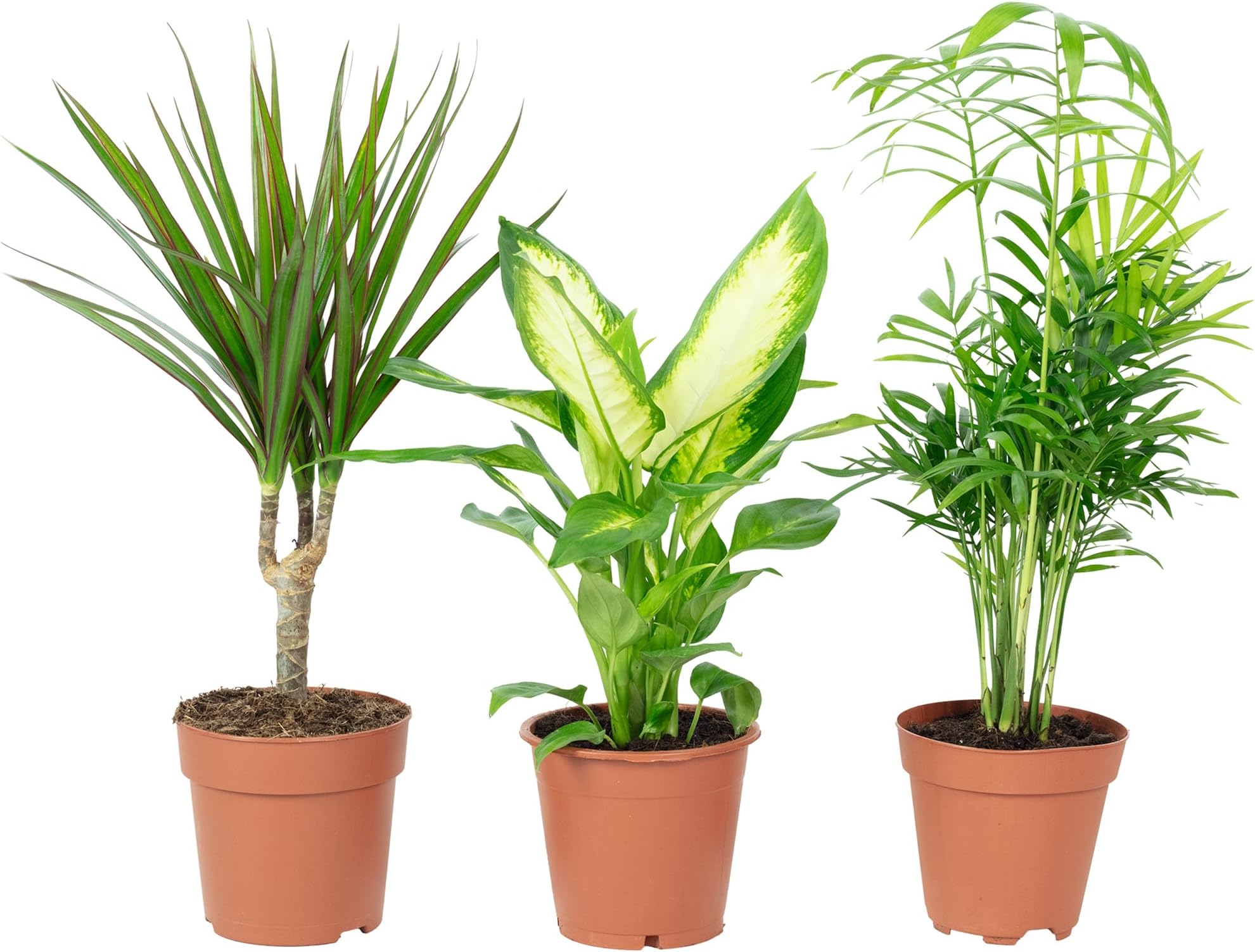 Pianta Di Papiro - Vaso 18cm - Pianta Decorativa Per Interni Ed Esterni - Foto 12