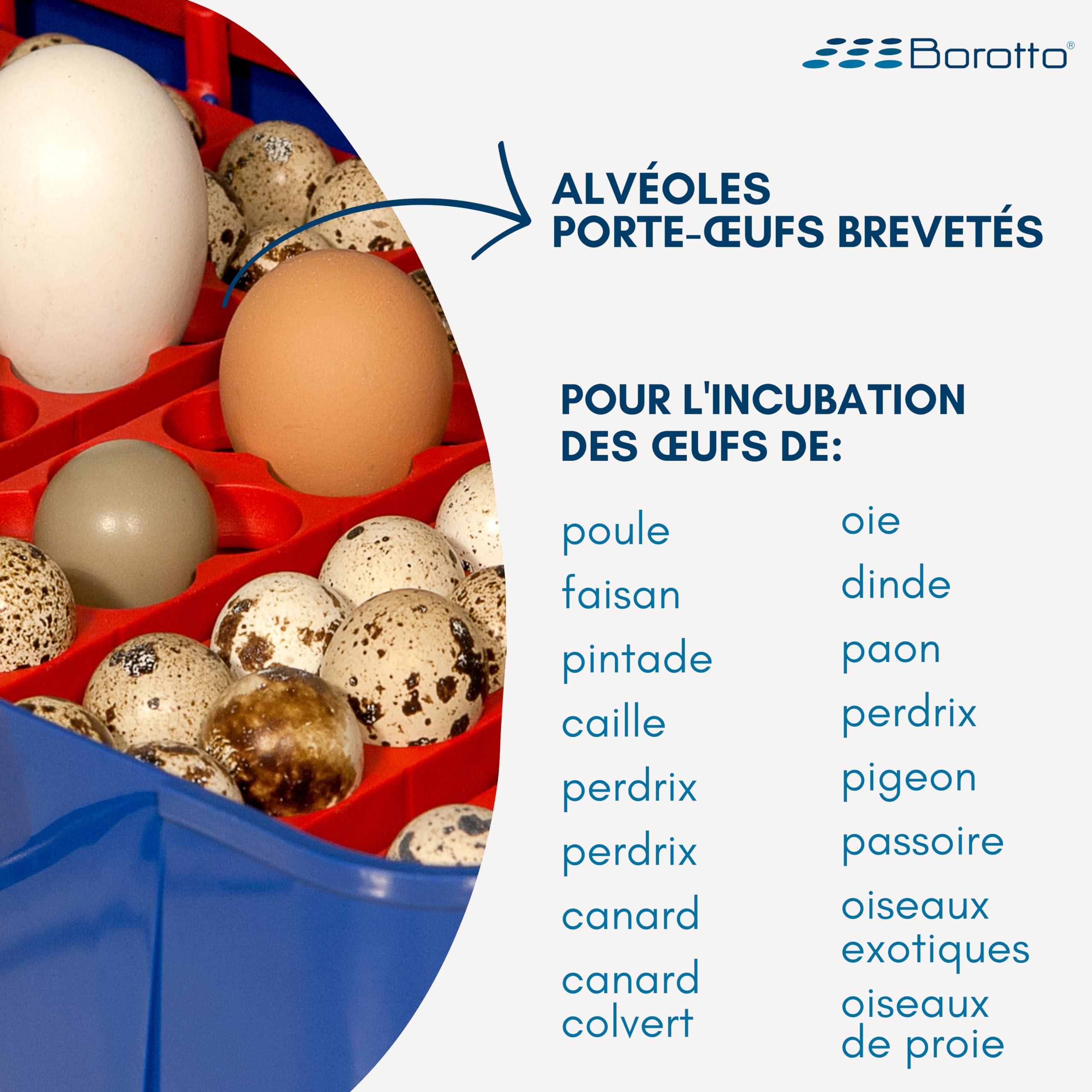 Borotto Real 24 Expert | Couveuse Oeuf Automatique 24 Oeuf ou 96 Petit avec Retournement Automatique, Contrôle de la Température et Humidificateur Automatique Sirio | Made in Italy