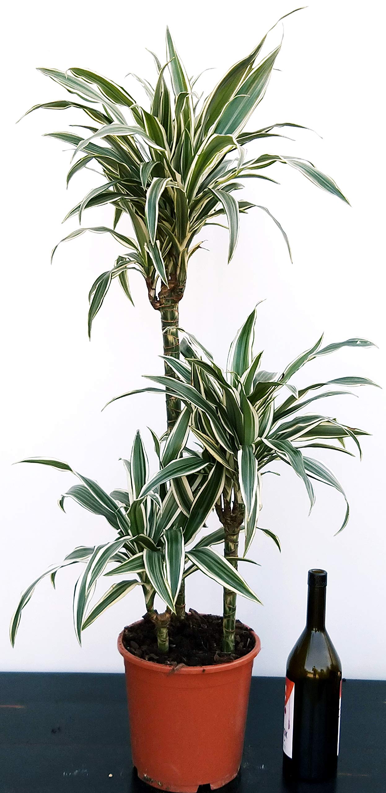 fertilizing dracaena Kiwi Dragon Tree – Dracaena ‘kiwi Cane’ 10