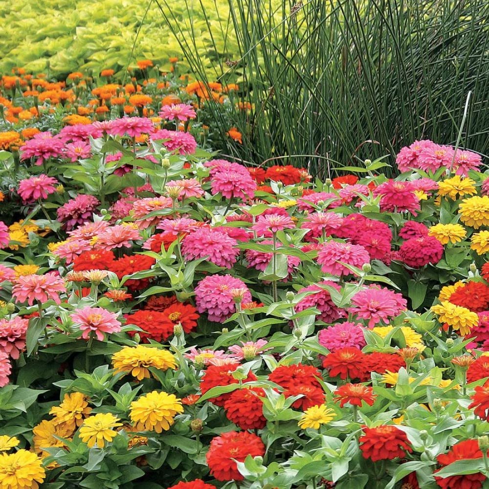 GenericMYLAWN Magellan Mix Zinnia-M16ZK-100Seeds