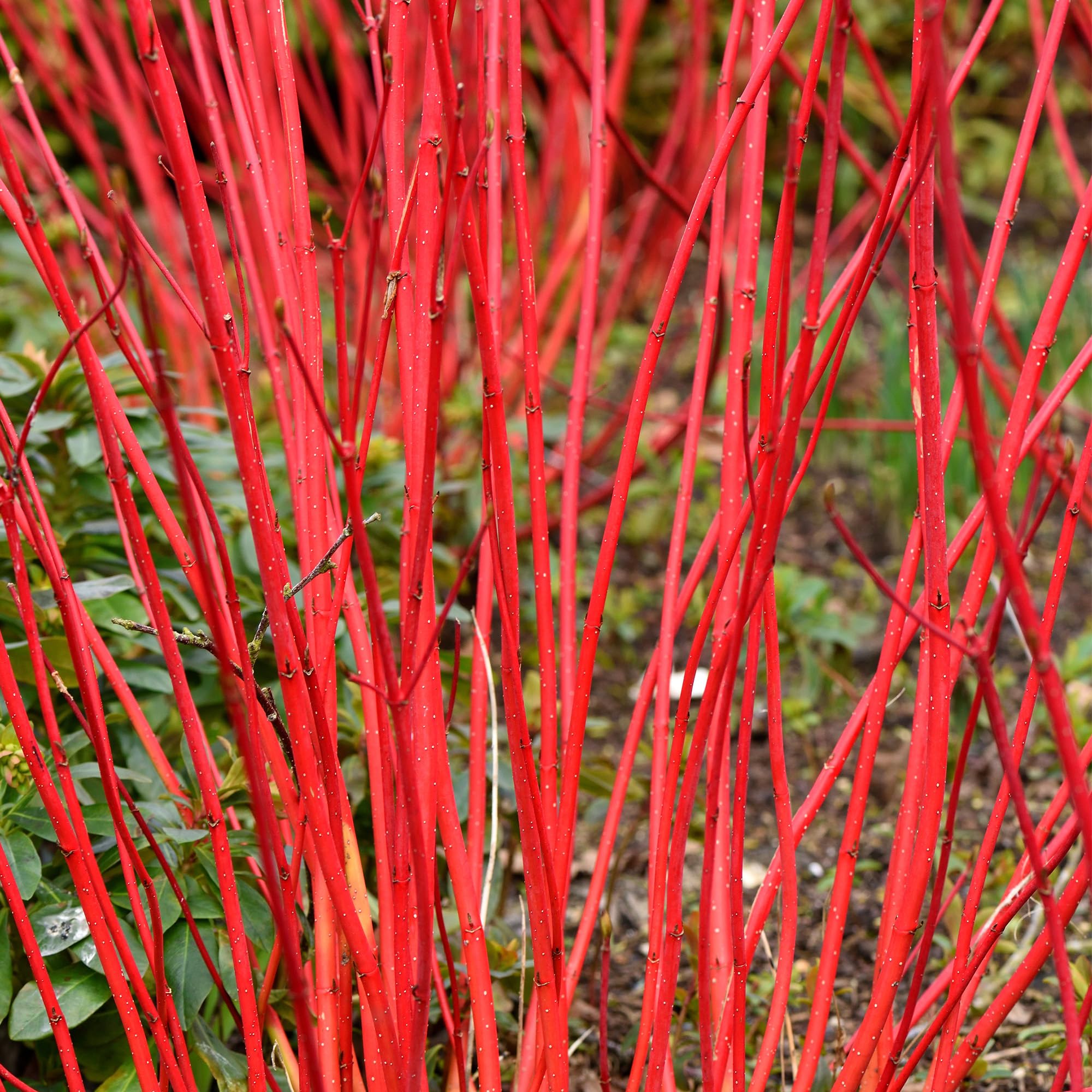 Cornus alba Sibirica - Deciduous Flowering Dogwood Garden Shrub Plant in Pot (9cm Pot, 20-30cm)