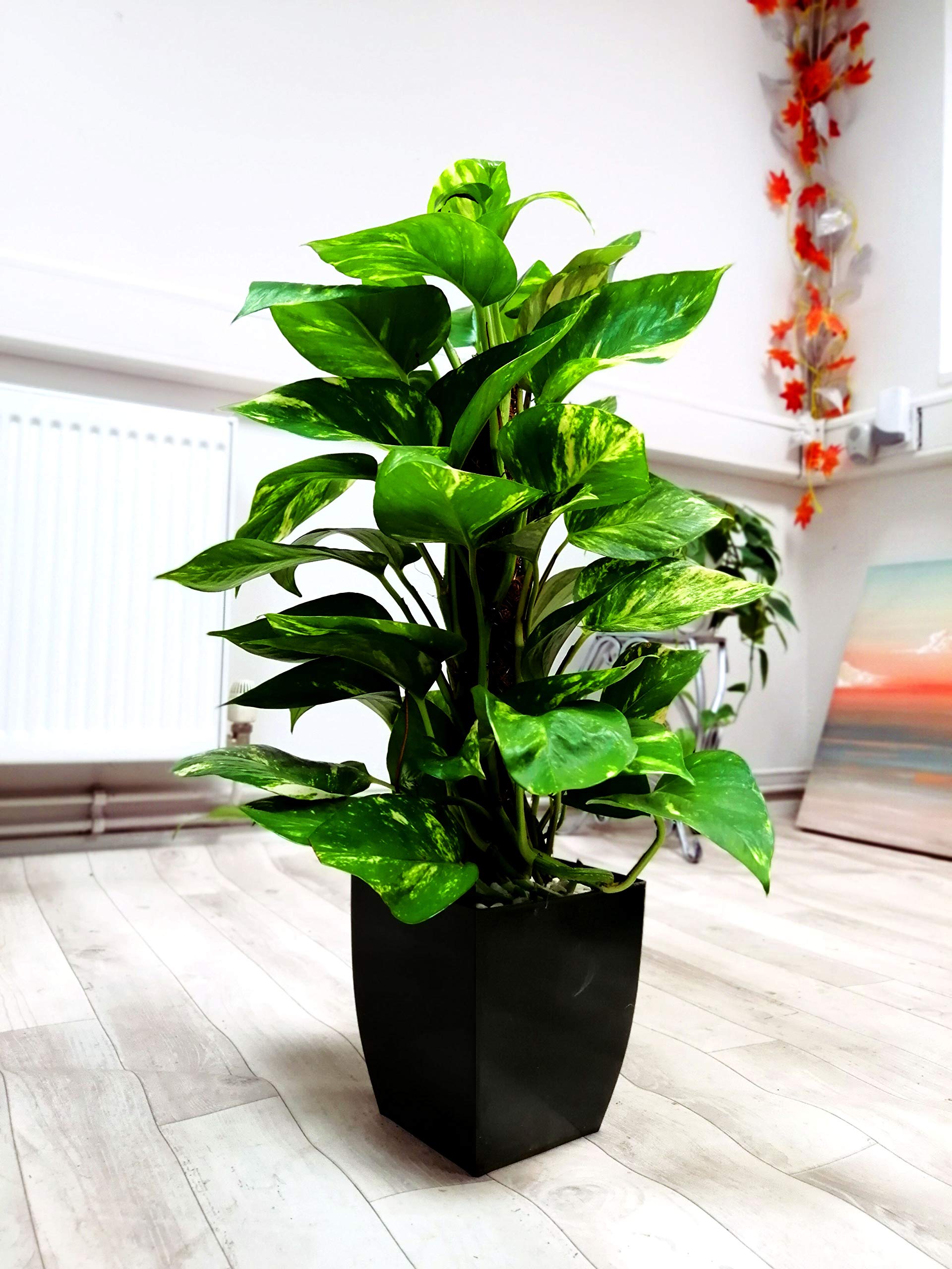 Easy Plants® Devils Ivy House Plant Golden Pothos Ivy Arum Floor Plant in Gloss Black Milano Square Pot & White Spa Gravel Top Dressing