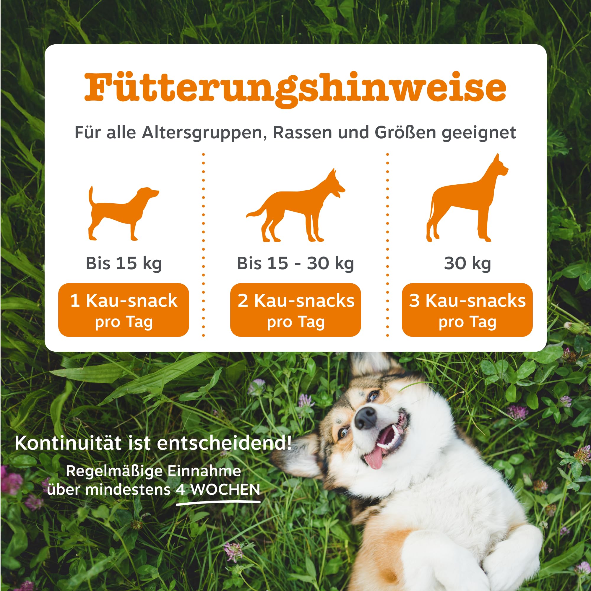 Zesty Paws Beruhigung Dogs | Unterstützt bei Trennungsangst, Stress, Hyperaktivität & Entspannung | Beruhigungsleckerlis mit Ashwagandha, L-Tryptophan & Grüntee | Für Hunde Täglich | 90 Chews