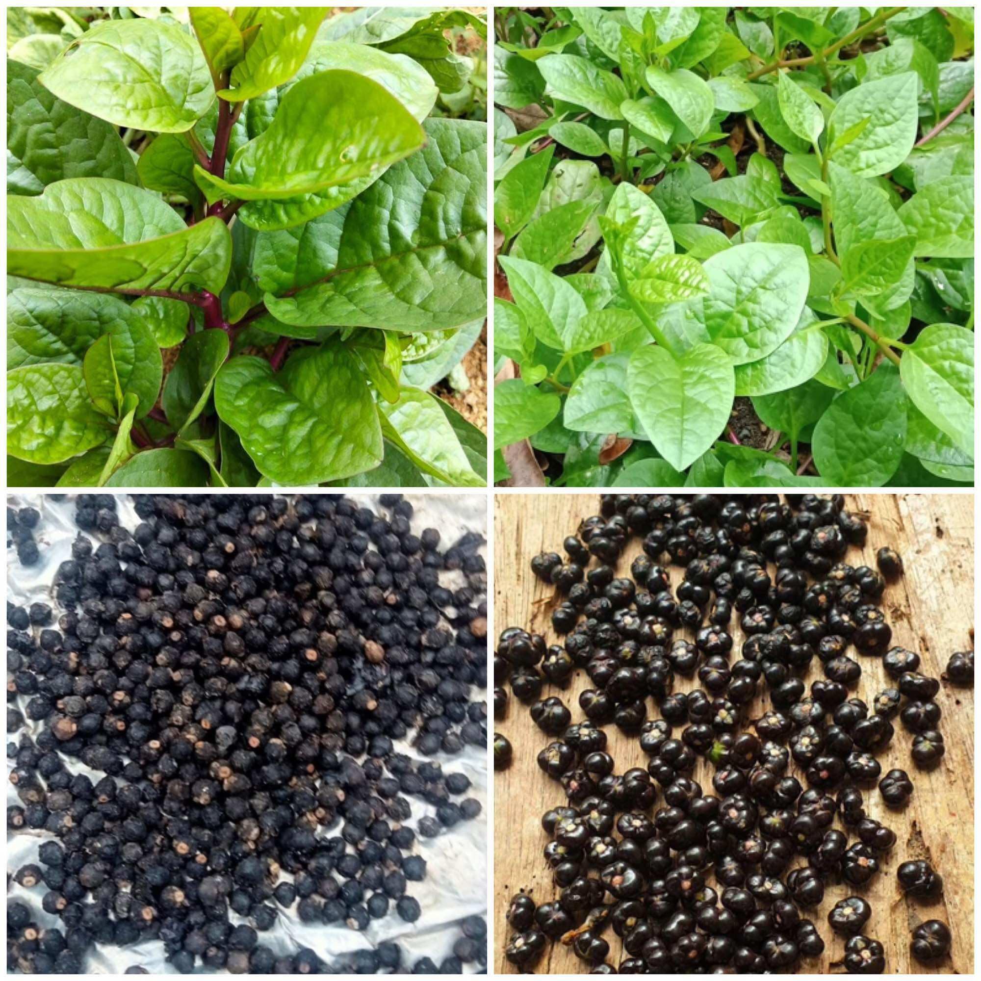 Malabar Spinach (Pui Saag) Seeds, Basella Alba, Nutrient-Rich Tropical Leafy Green for Cooking and Salads, Pack of 170+ Seeds-image-25