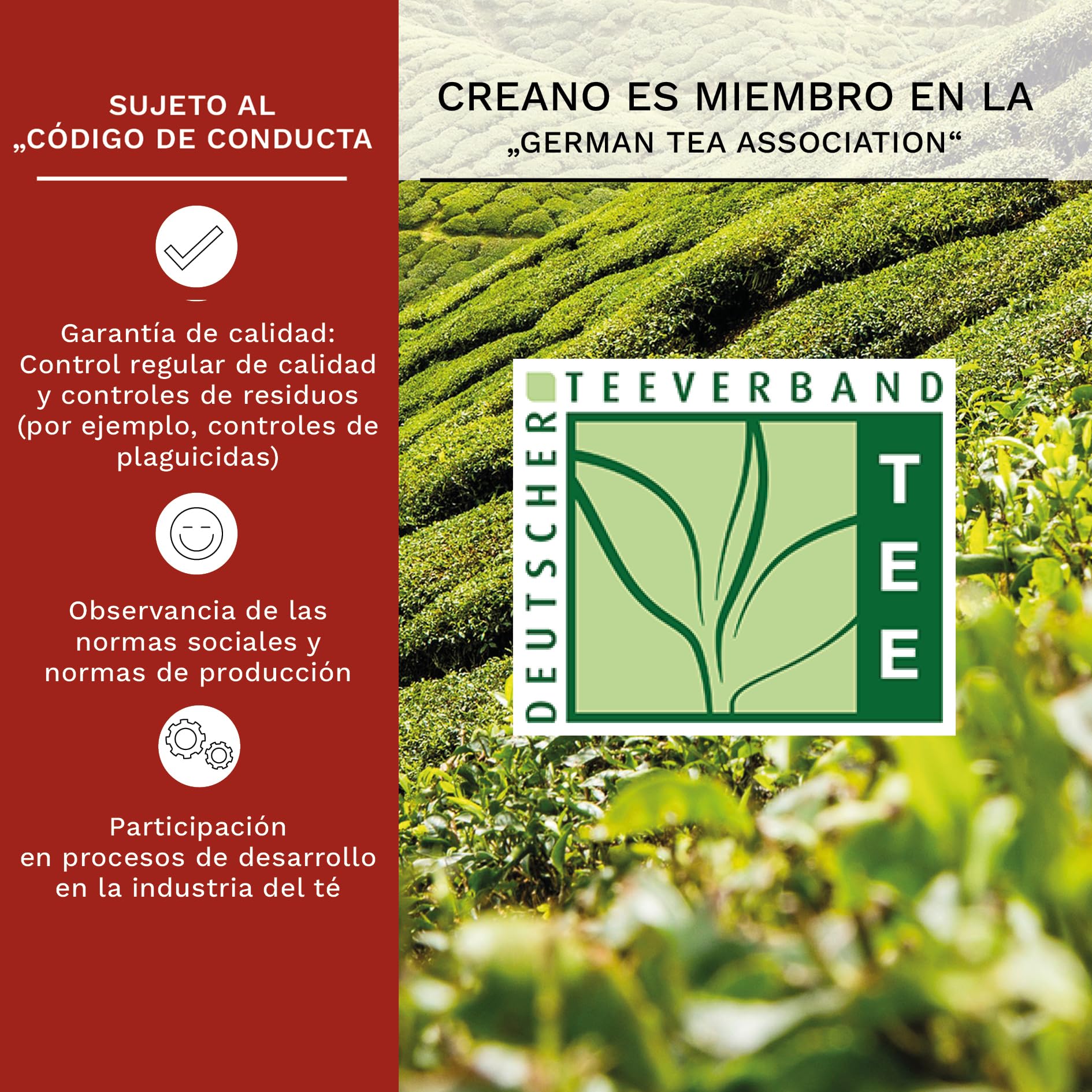 Creano 36 Flores de Té Blanco en Vrac – 6 Variedades de Rosas de Té – Formato Ahorro para Hostelería y Cafés – Té en Flor Artesanal Calidad Lujo