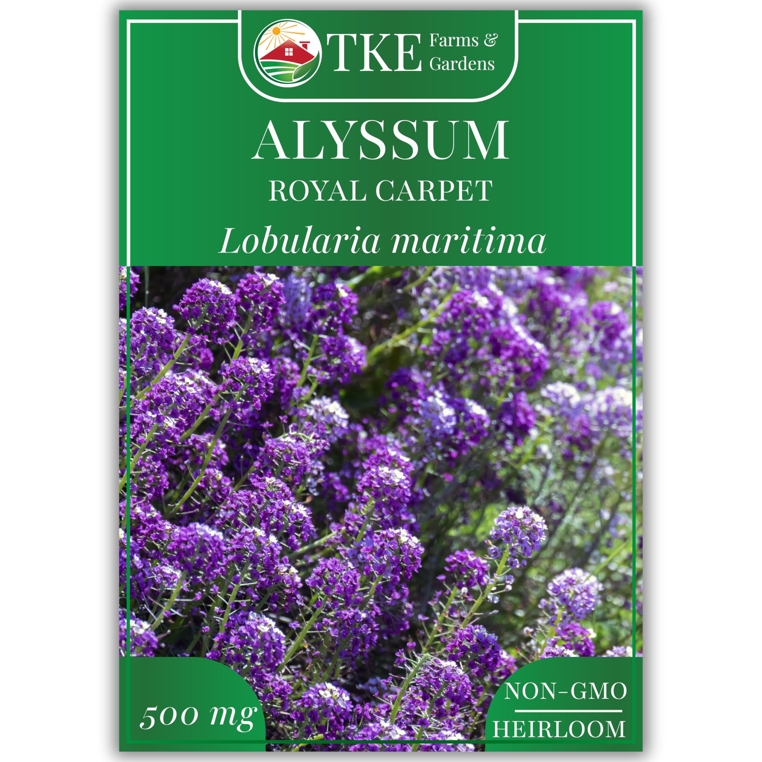 Alyssum Seeds for Planting, Royal Carpet, 1000+ Heirloom Non-GMO Flower Seeds, Perfect for Gardens, Borders, Containers, and Pollinator-Friendly Spaces, Lobularia maritima, Qty 1