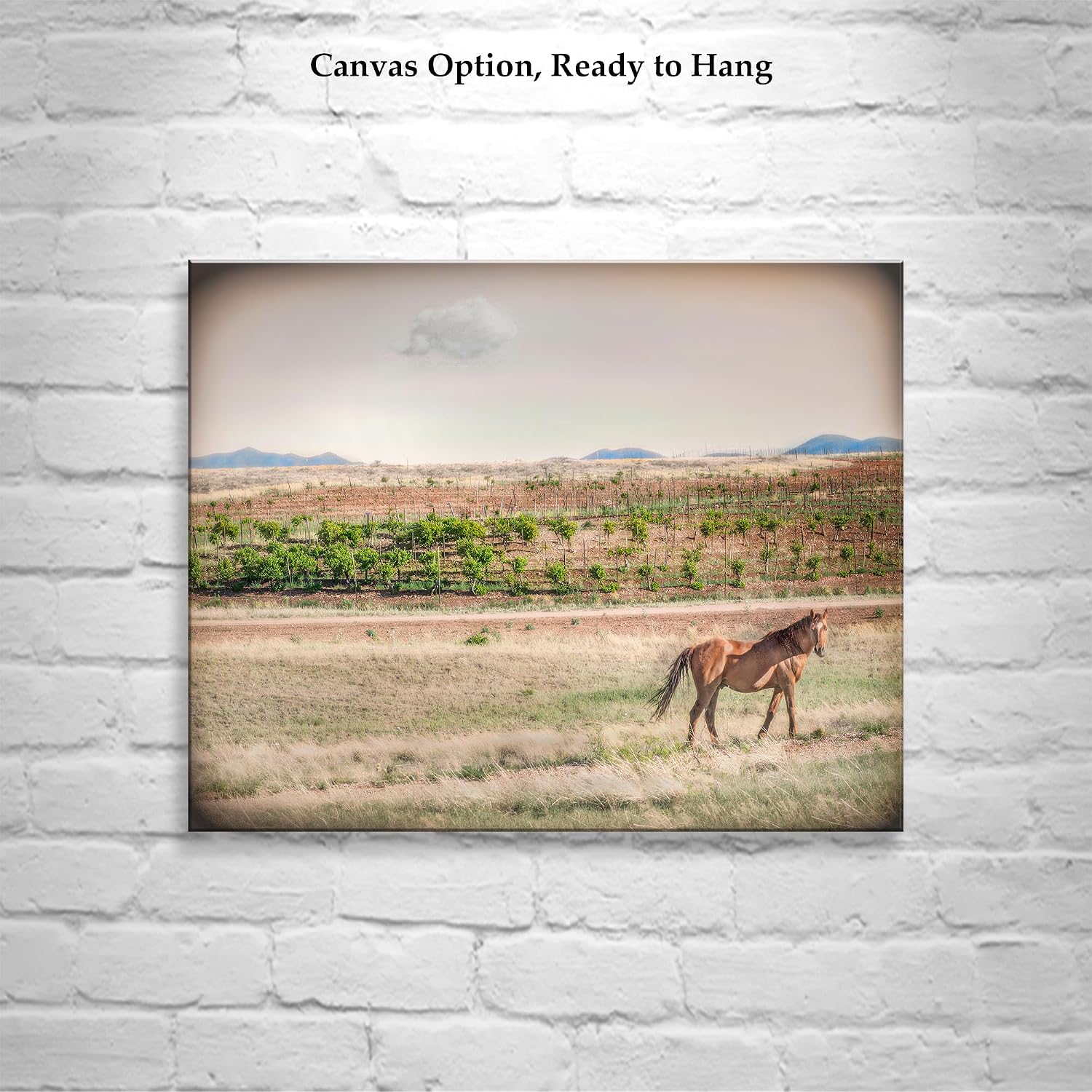 Horse Ranch Art Photograph with Southern Arizona Vineyard as Cowgirl Gift