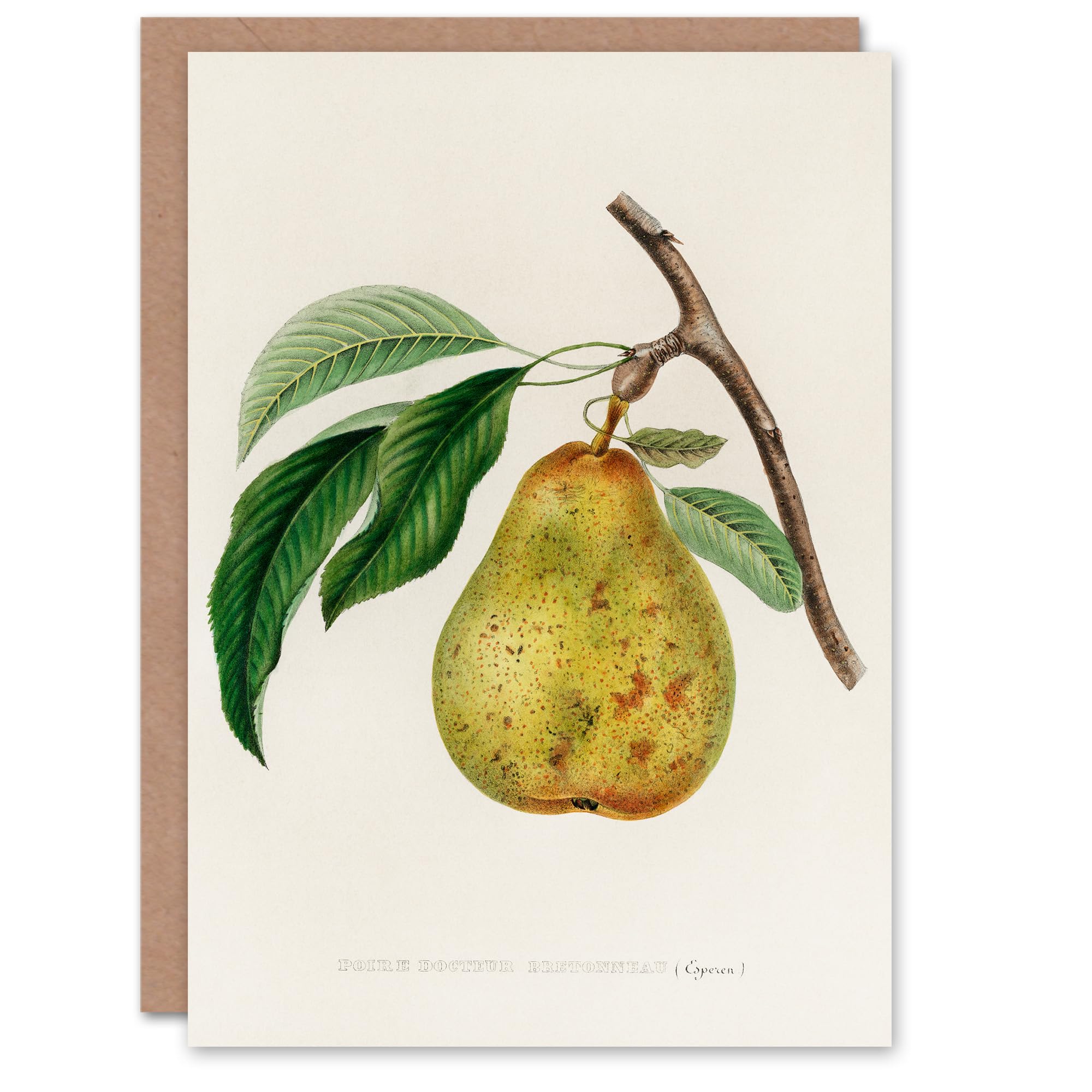 Artery8 Jacob Sturm Art Card Vintage Illustration of a Pear