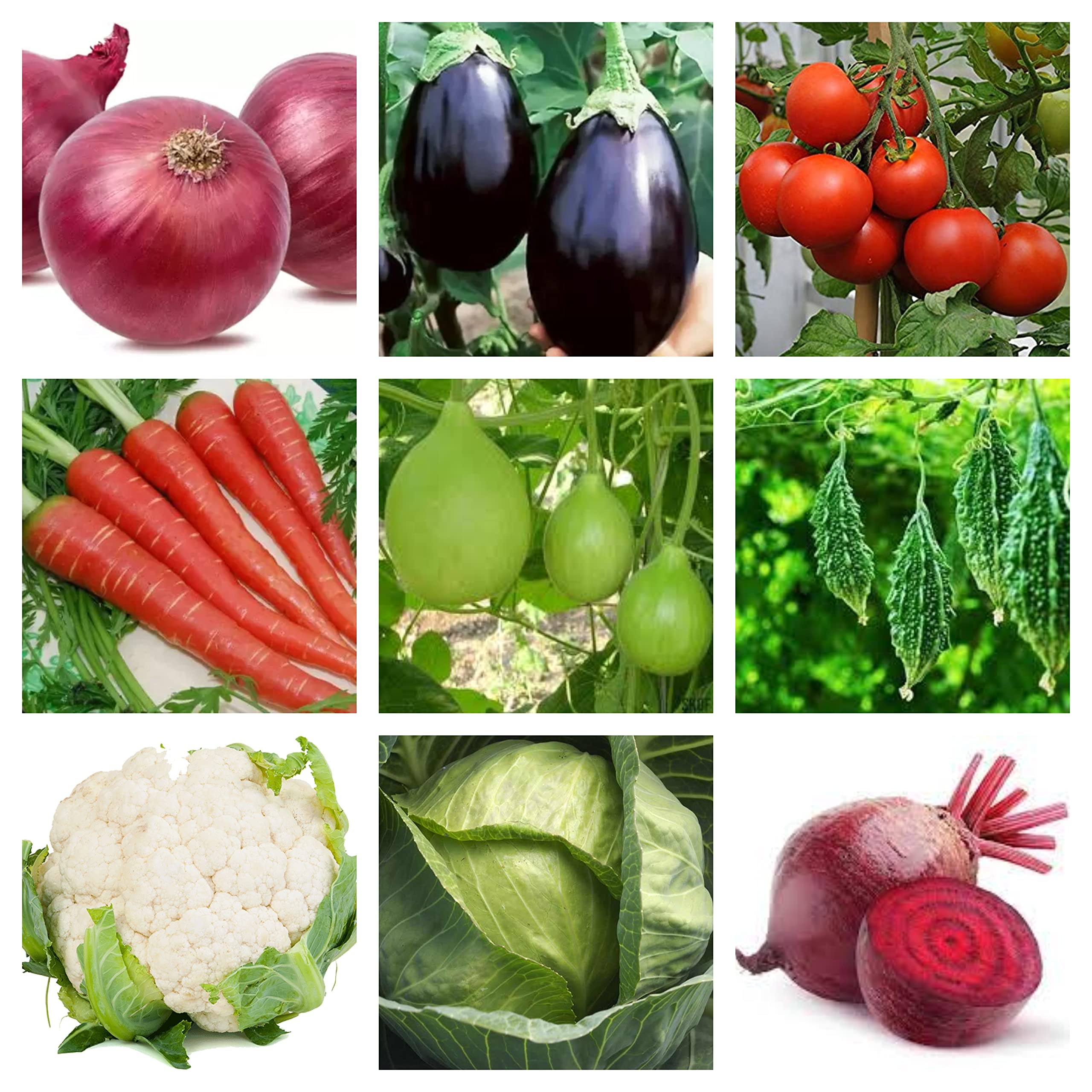 Seeds Basket 9 Variety Of 250+ Vegetable Seeds For Home And Kitchen Gardening (Onion, Brinjal, Tomato, Carrot, Bottle Gourd, Bitter Gourd, Cauliflower, Cabbage & Beetroot | SB9-03 | (B0BPF9G2GX) Amazon Price History, Amazon Price Tracker