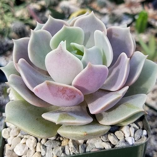 Miniatura 3 de Echeveria Lola Cactus Cactus Suculenta Real Planta Viva