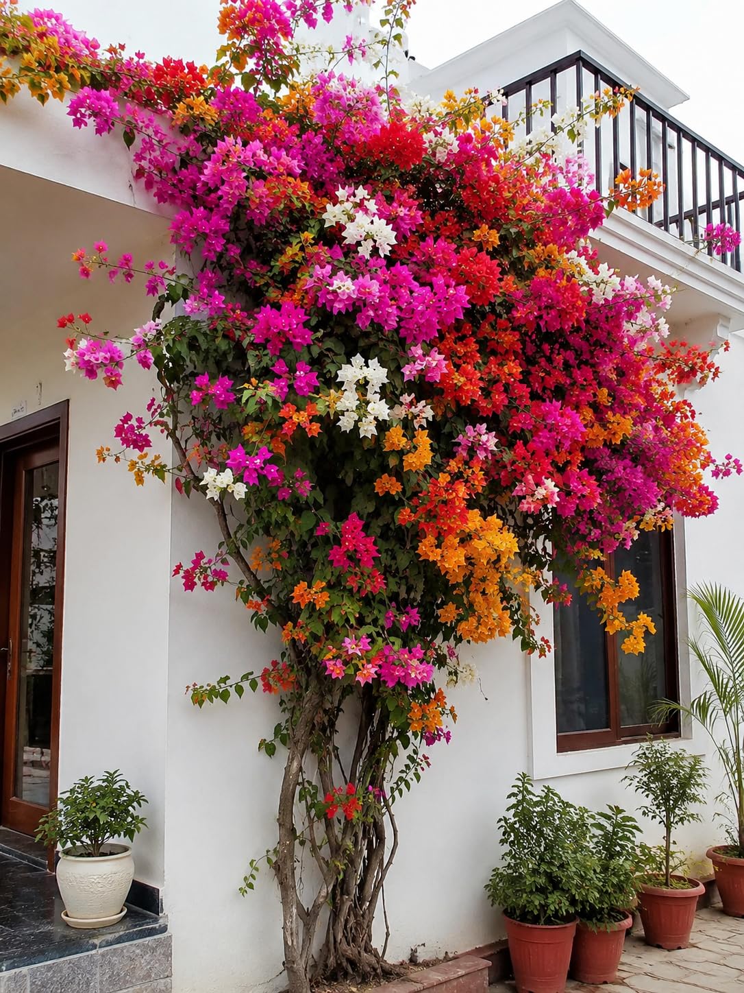 Live Multicolor Bougainvillea Flowering Ornamental Climber Plant | Easy to Grow, Home & Balcony Use, Pack of 1, 4 Inch Pot Free, Outdoor Decoration-image-4