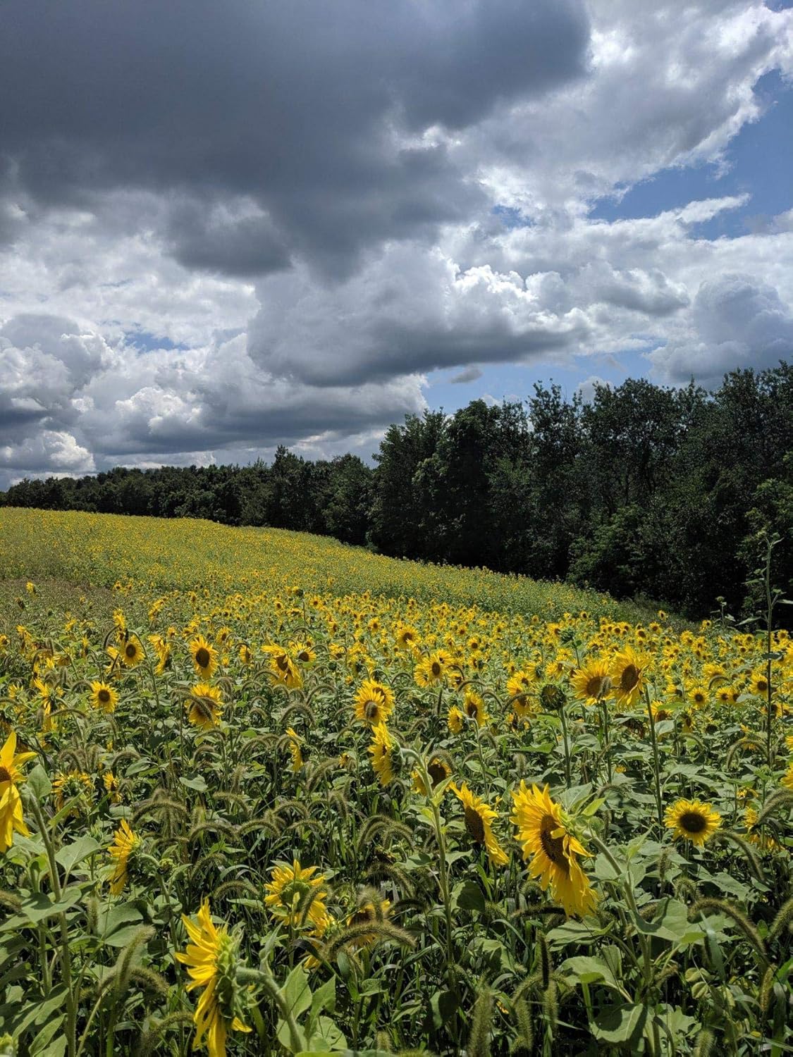 Hale Habitat & Seed Forage Fortress Food Plot Mix, 1/4 Acre