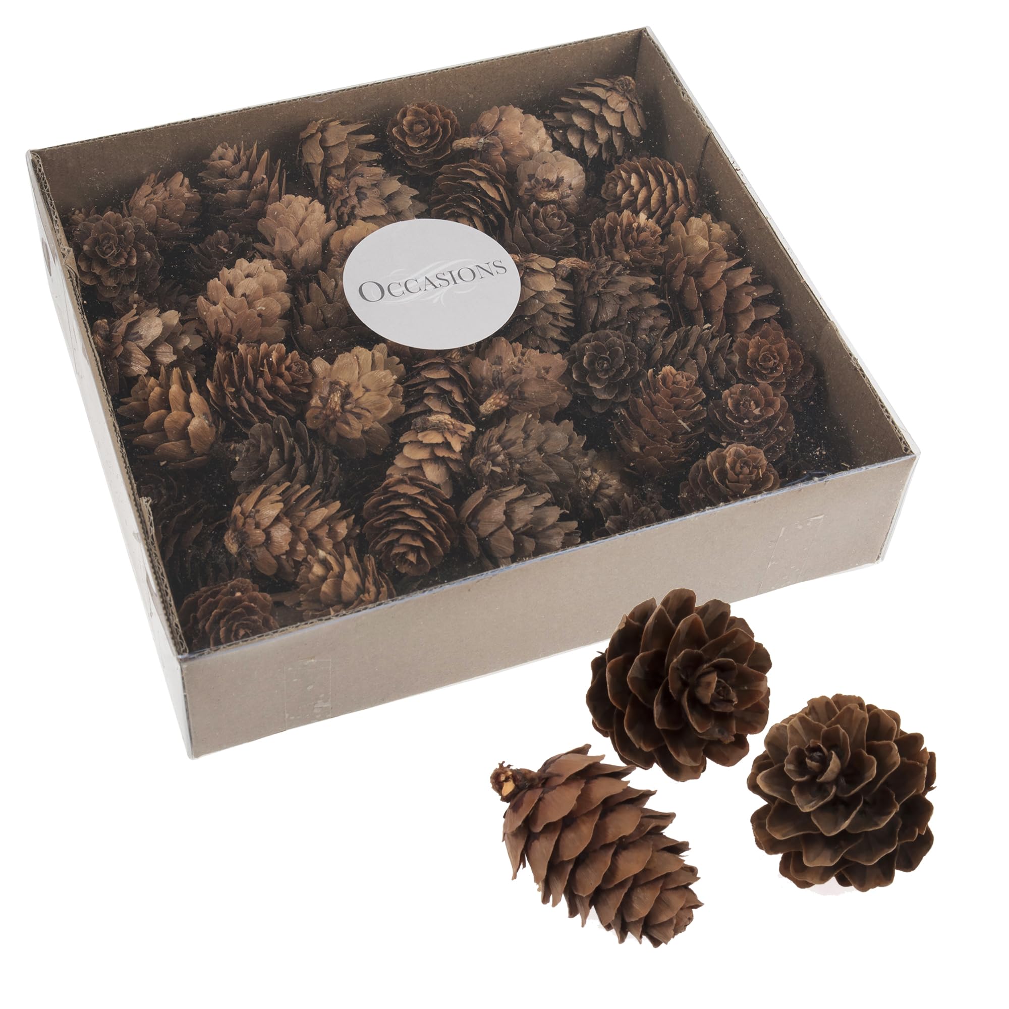 100 Bulk Box 3-5 cm Natural Pine Cones in Clear tub