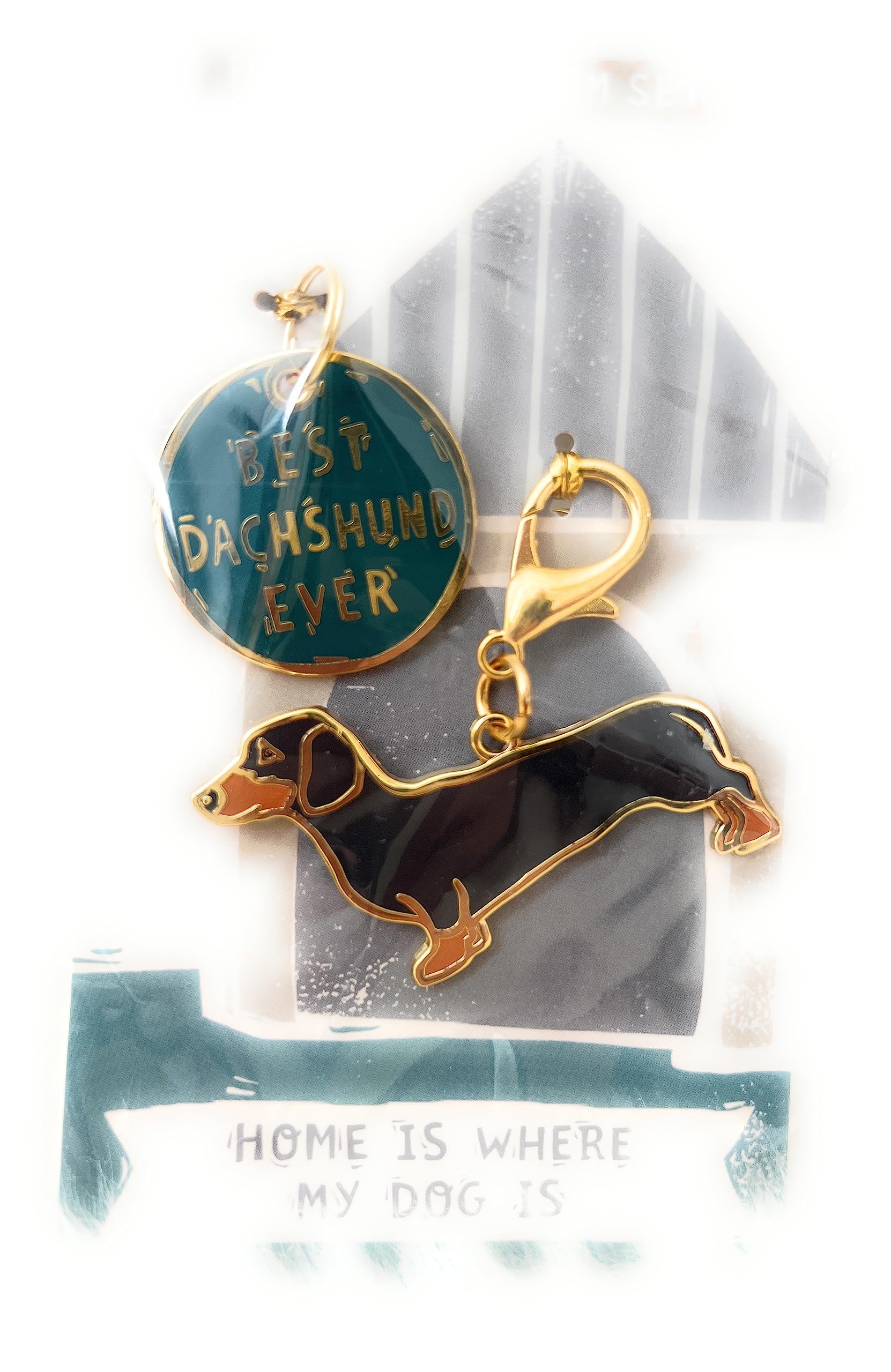 Collier pour chien teckel parure haut de gamme aux finitions impeccables