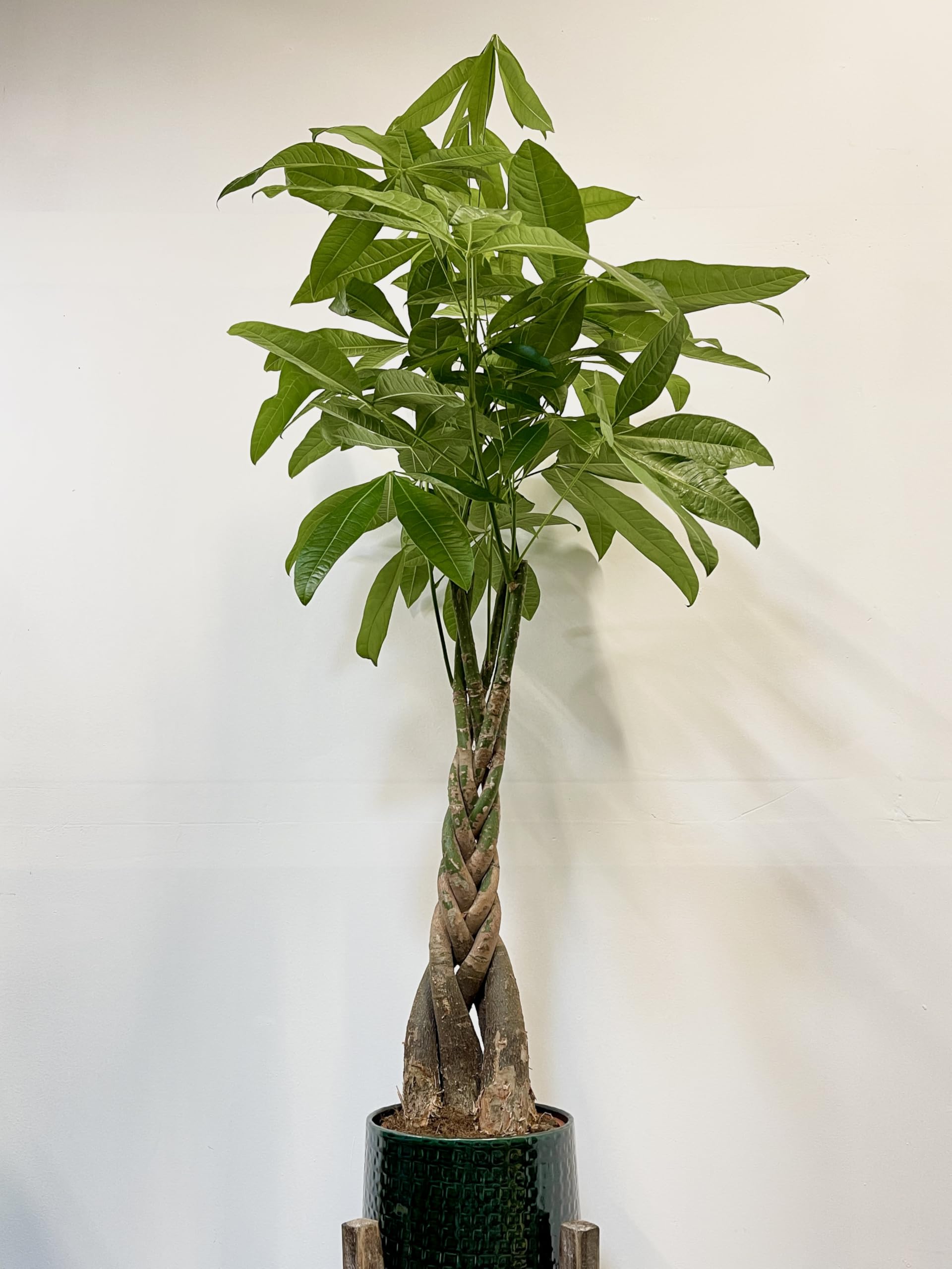 Pachira Aquatica Braided Money Tree, 90-100 cm Tall, 19cm Pot, Pet-Friendly, Low Maintenance. Decorative POTS and Stand NOT Included